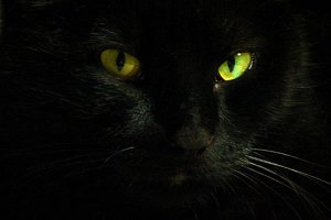 black-cat_01